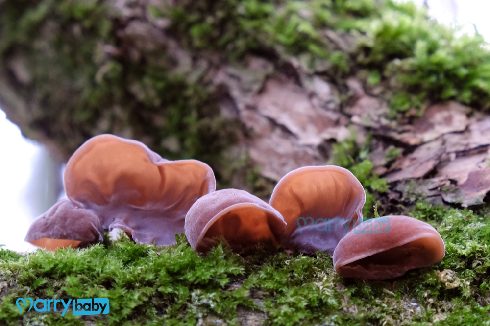 Can Pregnant Women Safely Consume Wood Ear