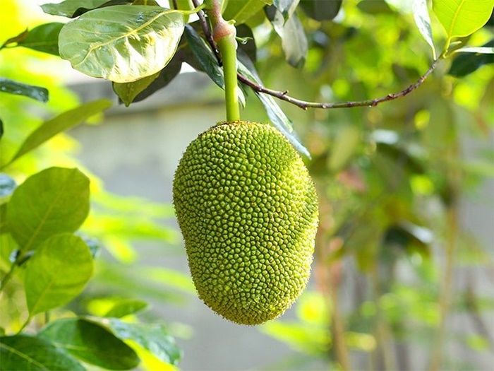 Can pregnant women eat jackfruit