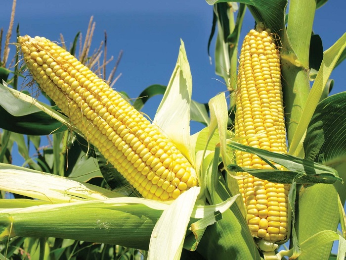 Does eating corn help increase height?